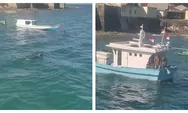 Sapi Kurban Tercebur ke Laut saat Diturunkan dari KM Sinar Mutiara di Waiwerang- Adonara