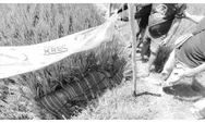 Pamit ke Sawah, Petani 61 Tahun di Sikka Ditemukan Tak Bernyawa di Pinggir Pematang, Ini Temuan Polisi