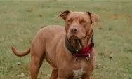 Kronologi Anjing Pitbull Serang Anak 9 Tahun di Bandung, Polisi Sebut Tali Ikatan Terlepas saat Dijemur Pemilik