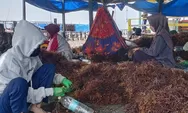 Investor Minati Industri Olahan Rumput Laut di Kaltara 