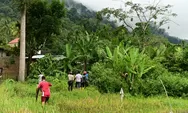 Beruang Madu Masuk Pemukiman di Pasaman Barat, Tiga Warga dan Petugas BKSDA Terluka