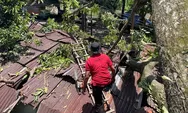 Cuaca Ekstrem Picu Pohon Tumbang di Padang, Rumah Warga Alami Kerusakan