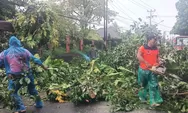 Cuaca Ekstrem di Padang Tumbangkan Pohon Nangka 15 Meter, Akses Jalan Sempat Lumpuh