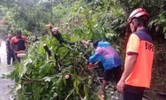 Arus Lalu Lintas Sempat Lumpuh, Pohon Raksasa yang Tumbang di Jalur Padang-Painan Dievakuasi