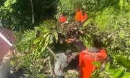 Cuaca Ekstrem di Padang Picu 19 Bencana dalam Sehari, Pohon Tumbang Timpa Rumah hingga Mobil