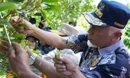 Sentra Cengkeh Solok Diperkuat, Pemprov Sumbar Siapkan Dukungan Pengairan dan Akses Jalan