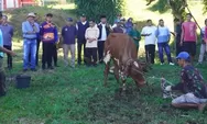 ASN Limapuluh Kota Kurban 11 Sapi, Wujud Kepedulian dan Semangat Berbagi di Idul Adha