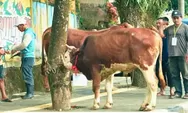 Pemkab Solok Selatan Siapkan 47 Sapi dan 3 Kambing Kurban, Daging Dibagikan untuk Warga