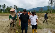 Rehabilitasi 4.000 Hektare Sawah Pascabencana di Sumbar Rampung, 95 Persen Sudah Ditanami