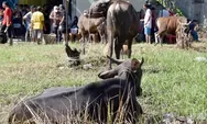 Jumlah Hewan Kurban di Kota Pariaman Capai 1.016 Ekor pada Idul Adha