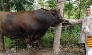 Sapi Kurban Presiden Prabowo di Padang Pariaman Capai 960 Kg, Disembelih di Sungai Geringging