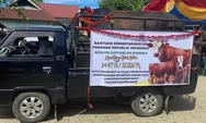Sapi Kurban Presiden Prabowo 916 Kg Disembelih di Pasaman Barat, Warga Bahoras Antusias