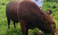 Sapi Simental 882 Kg Milik Joni Terpilih Jadi Hewan Kurban Presiden untuk Solok Selatan