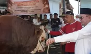 Sapi Simental 1,2 Ton Bantuan Presiden Prabowo Dibagikan untuk Masyarakat Koto Baru Tanah Datar