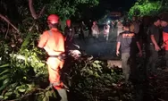 Pohon Tumbang di Jalan Raya Padang-Painan, Kemacetan Sempat Mengular hingga Dua Kilometer