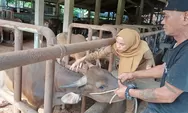 Pemko Padang Siapkan 700 Dosis Vaksin Gratis untuk Hewan Ternak, Ini Syarat Penerimanya