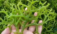 Peneliti Unand Kembangkan Antibiotik Alternatif dari Rumput Laut untuk Atasi Luka Diabetes