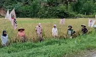 Panen Perdana Padi Agroekologi di Padang Pariaman, Petani Mulai Lepas dari Input Kimia