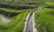 Rp2,1 Miliar Digelontorkan, Agam Bangun 21 Irigasi untuk Pulihkan Lahan Pertanian