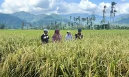 Penantiannya Puluhan Tahun, Air Kini Mengalir ke Sawah Tanjung Barulak Tanah Datar Berkat Tenaga Surya