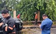 Hujan dan Angin Kencang di Padang, Pohon Tumbang Timpa Mobil Warga