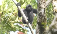 Bilo Terancam Punah, Populasinya di Mentawai Susut 42 Persen dalam 20 Tahun
