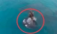 Viral Cucu Krakatau, Peneliti Ungkap Fakta Daratan Baru di Selat Sunda