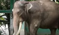 Gajah Zidan TMSBK Bukittinggi Agresif Sejak 2022, Pawang Cedera hingga Gajah Lia Ikut Diserang
