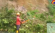 Tanah Longsor Bikin Pohon Miring ke Jalan di Agam, BPBD Lakukan Penebangan