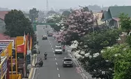 Tabebuya Mekar di Padang Panjang, Jalan Soekarno Hatta Mirip Jepang dan Korea Selatan