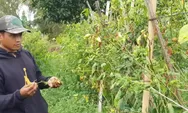 Gagal Panen Akibat Cuaca Ekstrem, Petani Cabai di Sumedang Merugi