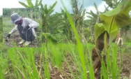 Petani LMDH di Tomo Sumedang Keluhkan Serangan Babi Hutan, Pisang hingga Singkong Rusak