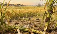 Pesawahan di Sumedang Diserang Hama Tikus, 3 Kali Musim Panen Petani Merugi