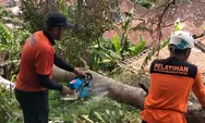 BPBD Sumedang Tangani Pohon Beringin Tumbang di Padaasih Conggeang, Personel TRC Diturunkan