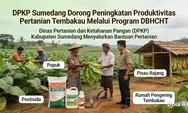 DPKP Sumedang Dorong Peningkatan Produktivitas Pertanian Tembakau Melalui Program DBHCHT