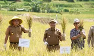 Bupati Sumedang Panen Padi Pola Tabela, Dorong Produktivitas dan Antisipasi Dampak El Nino