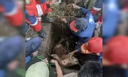 Tim Damkar Evakuasi Sapi Terperosok di Saluran Pembuangan di Cimangung Sumedang