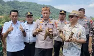 Panen Raya Ubi Cilembu di Tanjungkerta Jadi Bukti Potensi Besar Sumedang
