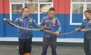 Damkar Amankan King Kobra Sepanjang 4 Meter di Dalam Kamar Warga Sumedang
