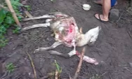 Diduga Diserang Anjing Liar, Belasan Domba Warga Tanjungmedar Mati Mengenaskan di Dalam Kandang