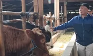 Menyambut Idul Adha, Aktivitas Jual Beli Sapi Mulai Ramai, Harga Terpantau Naik Tipis