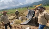 Panen Tabela KSP dan Luncurkan “Beas Pare Anyar”, HKTI Sumedang Perkuat Ketahanan Pangan