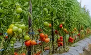 Sumedang Surplus Tomat, Produksi Capai 280 Ton per Bulan
