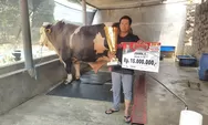 Dilirik KDM, Sapi Juara Nasional Asal Sumedang Punya Bobot 1,4 Ton, Terberat se-Indonesia