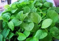 Apakah Bayam Beracun? Bahaya Mengonsumsi Bayam Secara Berlebihan