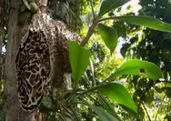 Rahasia Tersembunyi di Hutan Papua: Sarang Semut, Obat Mujarab Berabad-abad