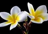 Rahasia Bunga Kamboja untuk Kecantikan Kulit yang Jarang Diketahui!