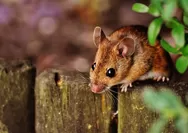 Peruntungan Shio Hari Ini, 4 Mei 2024: Tikus, Jangan Pernah Menentang Apa yang Sudah Menjadi Tradisi, Ular dan Naga Bagaimana?