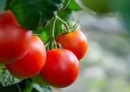 6 Langkah Resep Manisan Tomat Enak, Cocok Buat Cemilan dan Lebaran