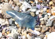 Peringatan: Bahaya Tersengat Ubur-ubur Bluebottle di Pantai Parangtritis Waspada Dan Berhati-Hatilah